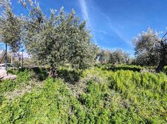 Terreno agricolo in Commerciale