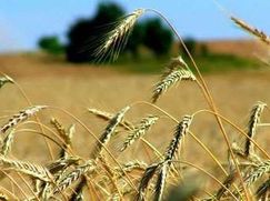 Terreno agricolo in Commerciale