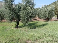 Terreno agricolo in Commerciale