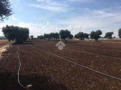 Terreno agricolo in Commerciale