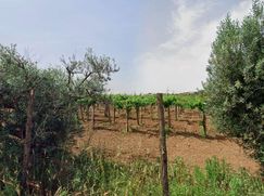 Terreno agricolo in Commerciale