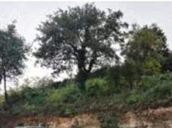 Terreno edificabile in Residenziale
