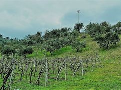 Terreno agricolo in Commerciale