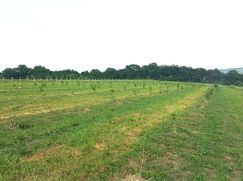 Terreno agricolo in Commerciale