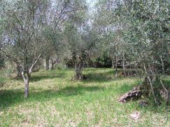 Terreno edificabile in Residenziale