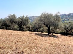 Terreno edificabile in Residenziale