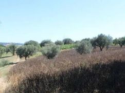 Terreno agricolo in Commerciale
