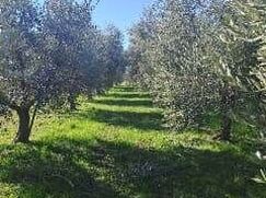 Terreno agricolo in Commerciale