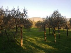 Terreno agricolo in Commerciale