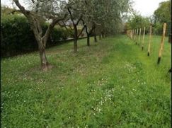 Terreno agricolo in Commerciale