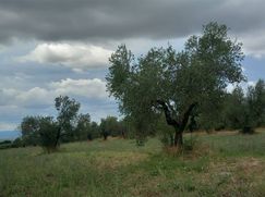 Terreno agricolo in Commerciale