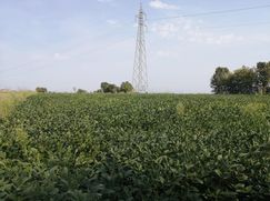 Terreno agricolo in Commerciale