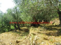 Terreno agricolo in Commerciale