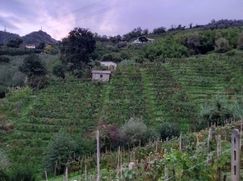 Terreno agricolo in Commerciale