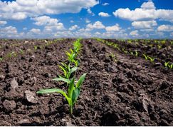 Terreno edificabile in Residenziale