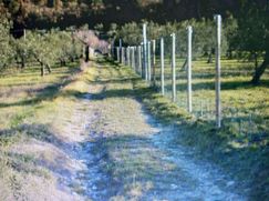 Terreno agricolo in Commerciale