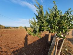 Terreno agricolo in Commerciale