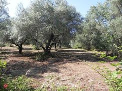 Terreno edificabile in Residenziale