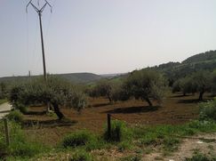 Terreno agricolo in Commerciale