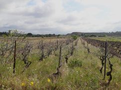 Terreno agricolo in Commerciale