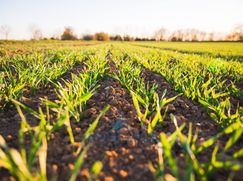 Terreno agricolo in Commerciale