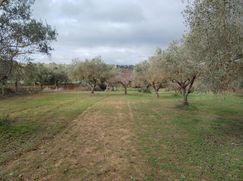 Terreno agricolo in Commerciale