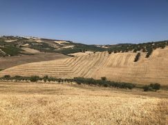 Terreno agricolo in Commerciale