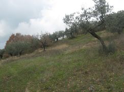 Terreno agricolo in Commerciale