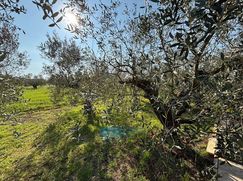 Terreno agricolo in Commerciale