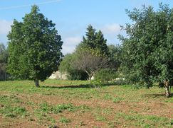 Terreno edificabile in Residenziale
