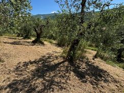 Terreno agricolo in Commerciale