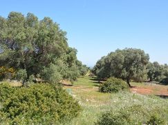 Terreno edificabile in Residenziale