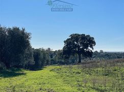 Terreno agricolo in Commerciale