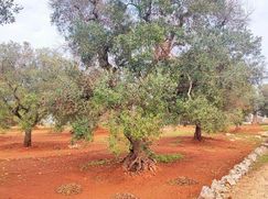 Terreno edificabile in Residenziale