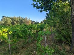 Terreno agricolo in Commerciale