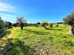 Terreno agricolo in Commerciale