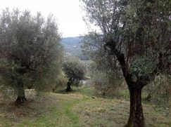 Terreno agricolo in Commerciale