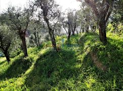 Terreno agricolo in Commerciale