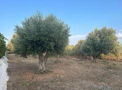 Terreno agricolo in Commerciale