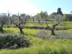 Terreno agricolo in Commerciale