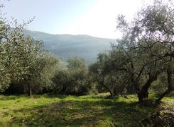 Terreno agricolo in vendita