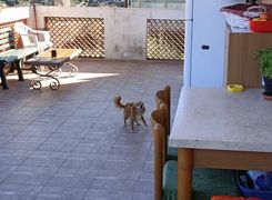 Terrazza