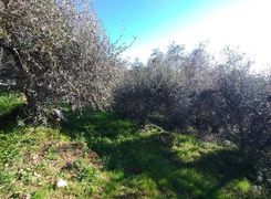 Terreno agricolo in vendita