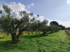 Terreno agricolo in vendita