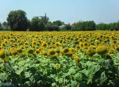 Terreno edificabile in vendita