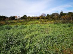 Terreno agricolo in vendita