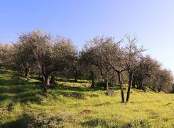 Terreno edificabile in vendita