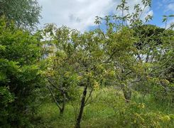 Terreno agricolo in vendita