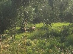 Terreno agricolo in vendita