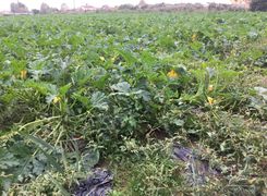 Terreno agricolo in vendita